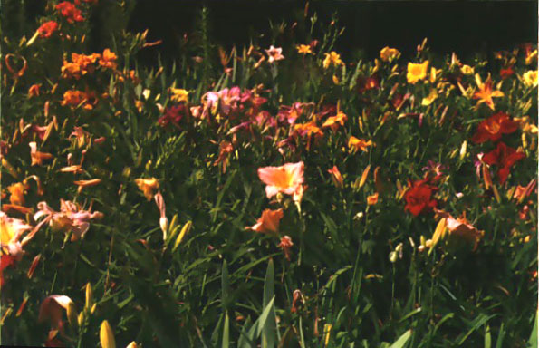 A yard full of flowers
